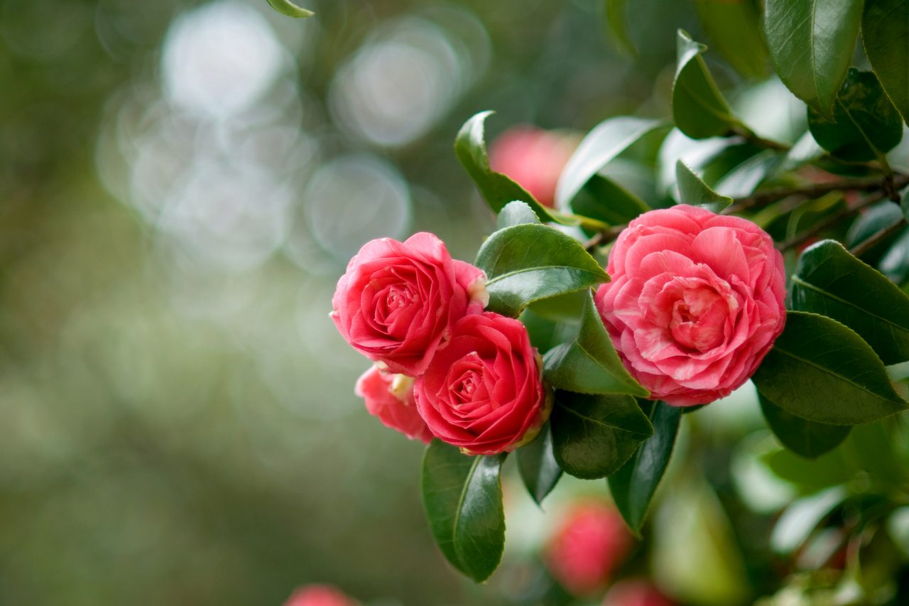 Territoire - Tourisme - Les Camellias de la Prairie