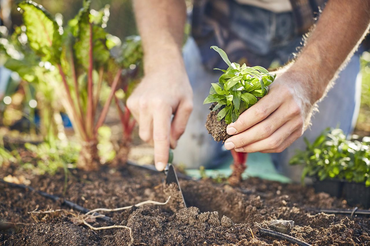 Sortir - Bouger - Espaces verts - Les jardins familiaux et collectifs de la Prairie