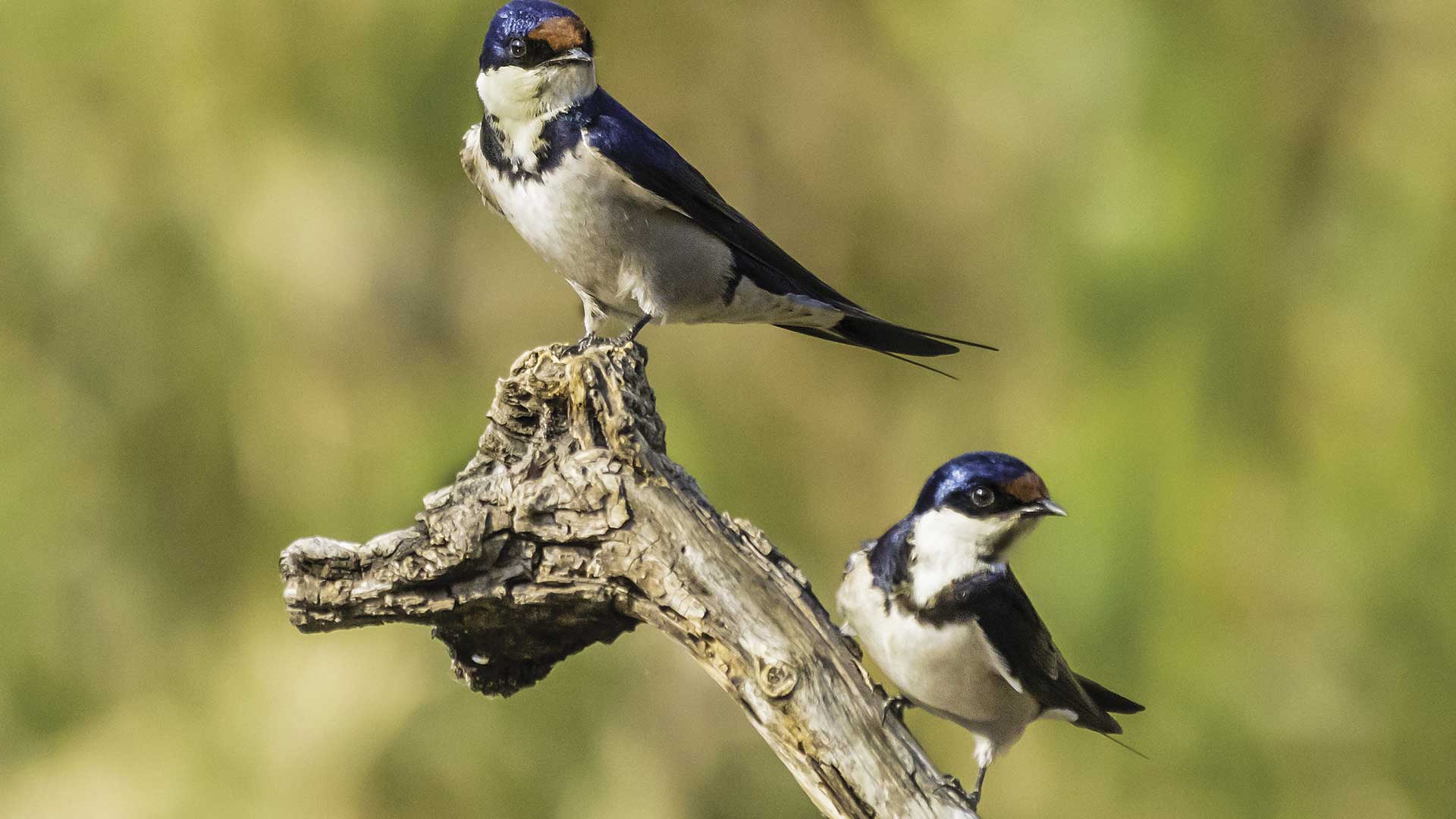 Résultat de recherche d'images pour "la migration des oiseaux"