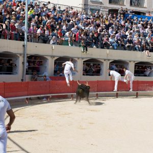 Les animations taurines, mis à part le lâcher d'anoubles et la corrida du dimanche, se sont tenues sous un soleil radieux.