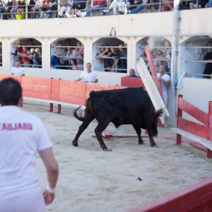 Les animations taurines, mis à part le lâcher d'anoubles et la corrida du dimanche, se sont tenues sous un soleil radieux.
