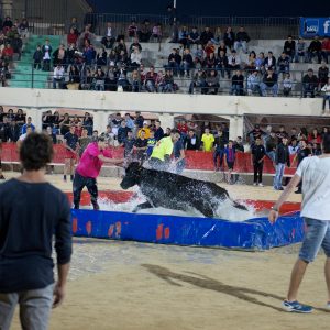 Les animations taurines, mis à part le lâcher d'anoubles et la corrida du dimanche, se sont tenues sous un soleil radieux.