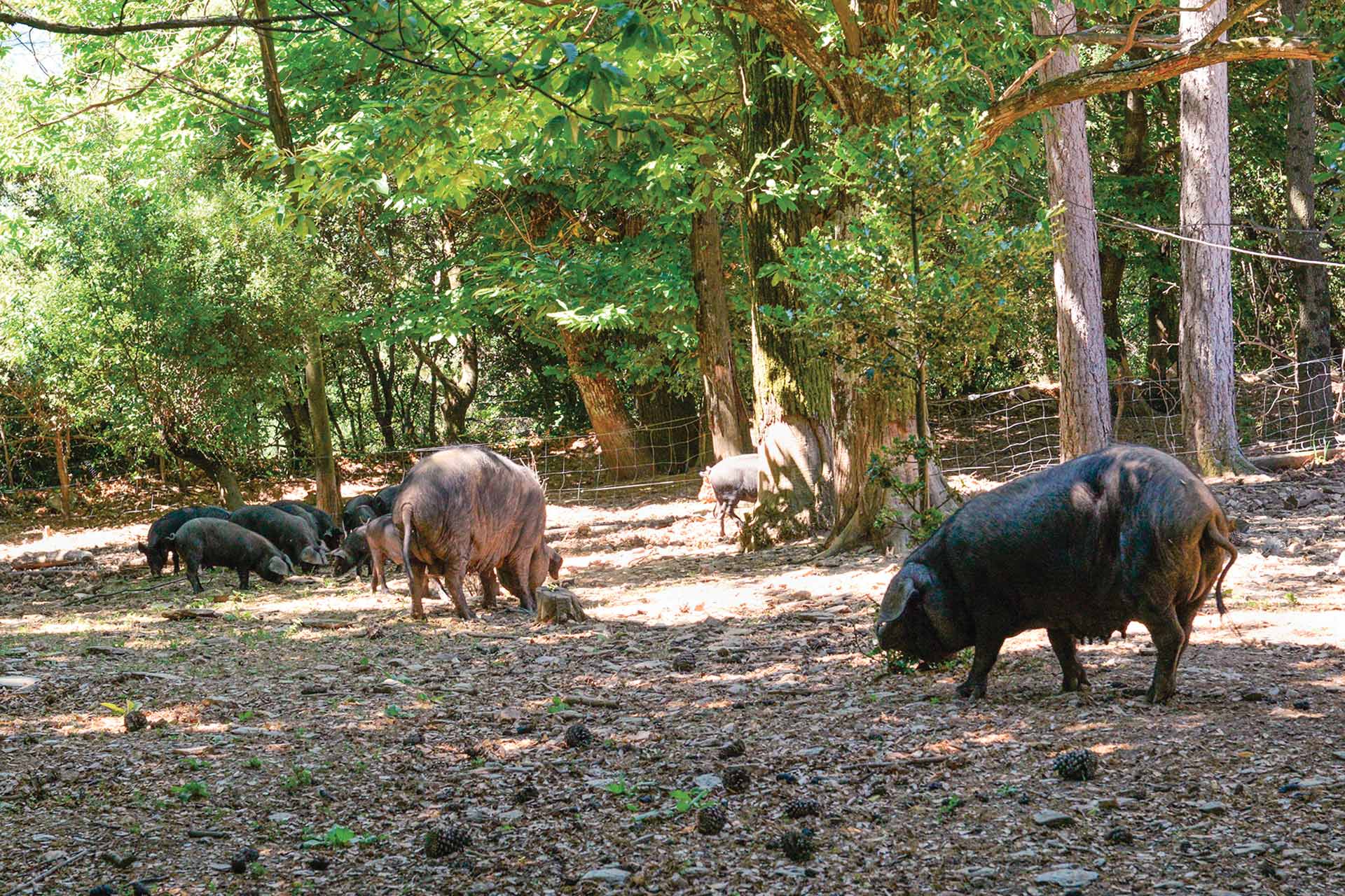 La filière Baron des Cévennes répond à des critères d’élevage très stricts dont le bien-être animal est l’une des priorités.
