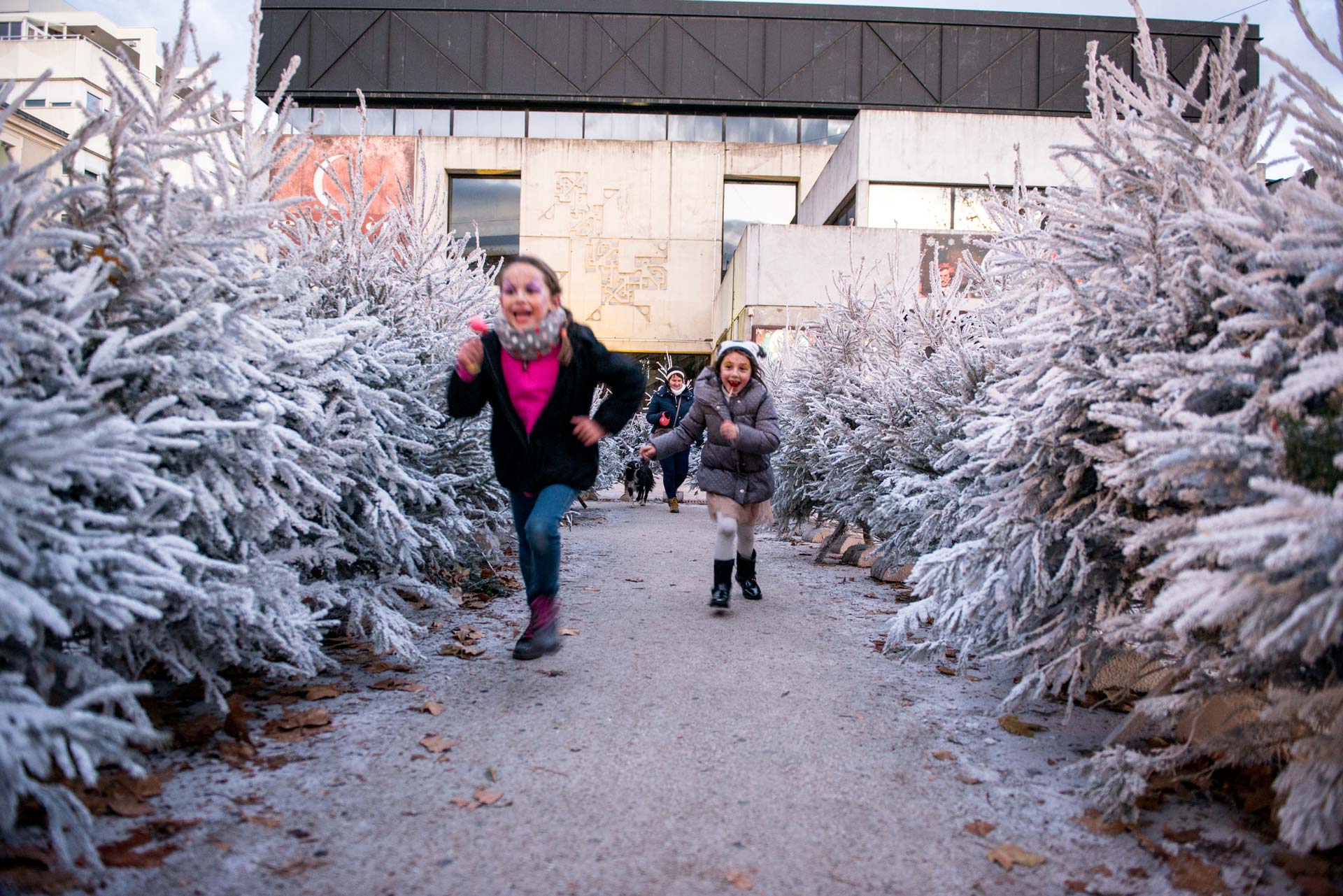 foret-sapins-festivites-noel foret-sapins-festivites-noel