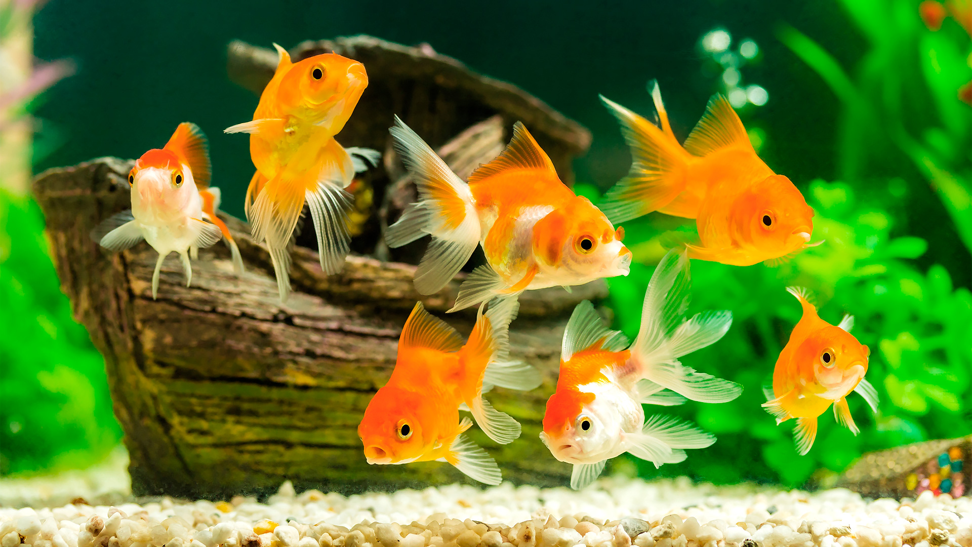 1er Rendez-vous avec les Poissons