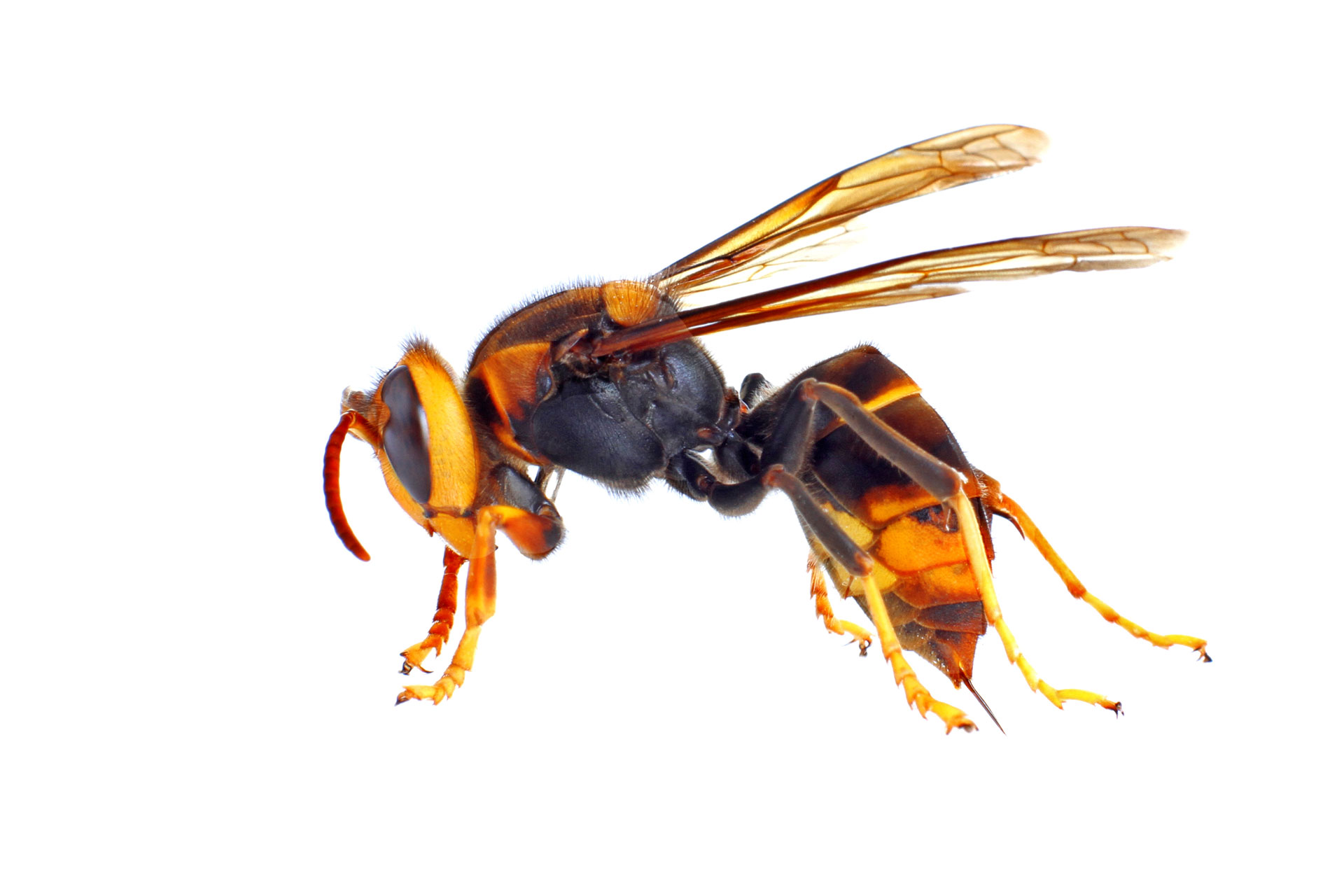 Le frelon asiatique se distingue de son cousin européen par sa couleur foncée, son unique anneau orangé sur l’abdomen et ses pattes jaune-citron.