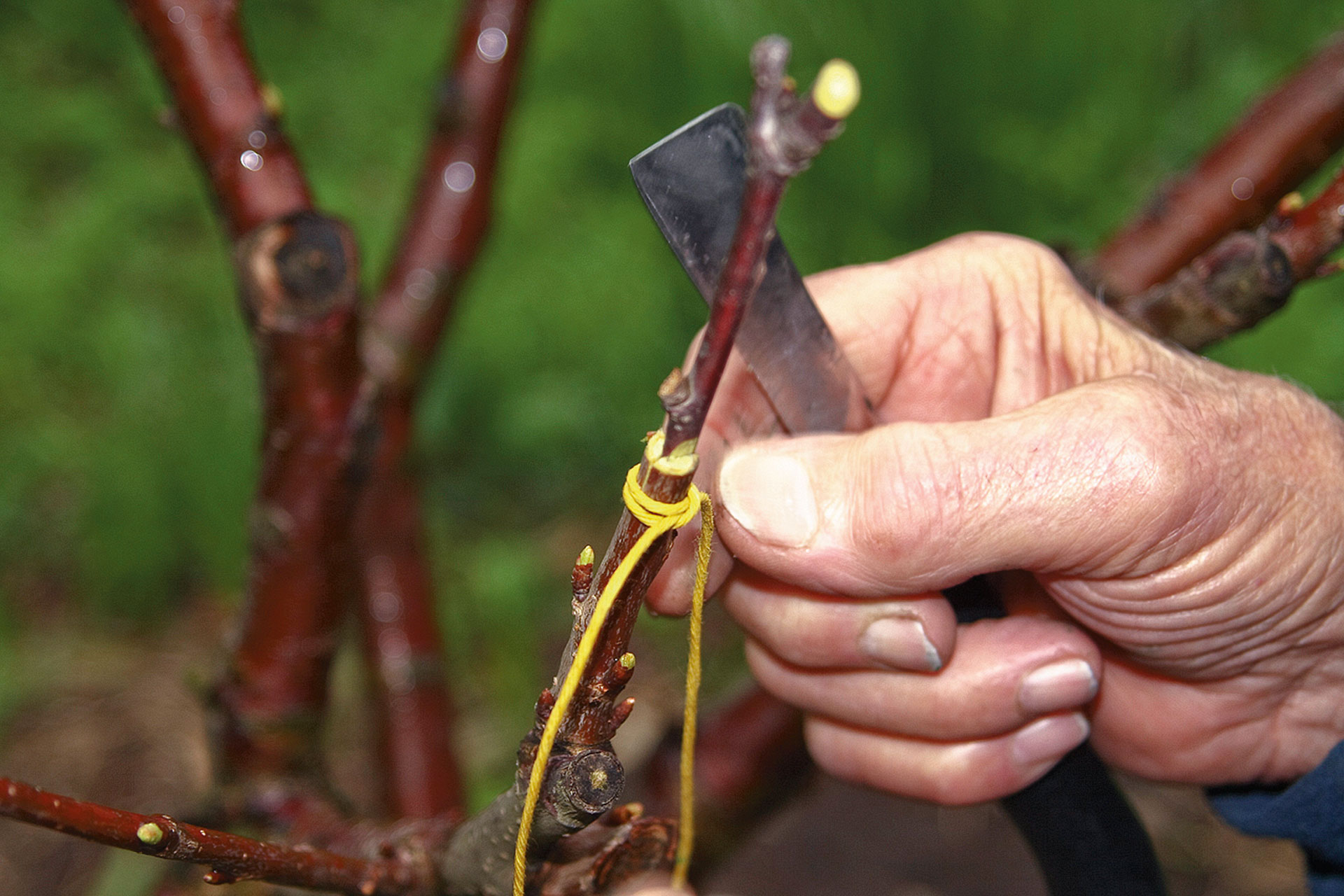 La bourse aux greffons sera organisée pour la première fois au jardin du Bosquet.