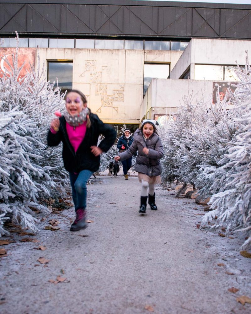 foret-sapins-festivites-noel foret-sapins-festivites-noel